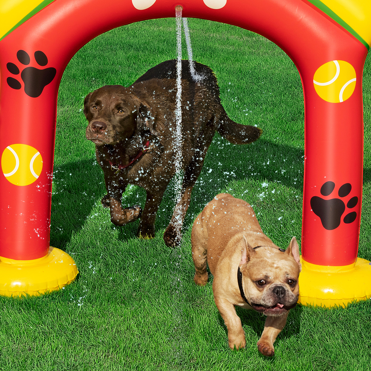 Wassersprinkler Pfote für Haustiere 142 x 36 x 127 cm Wassersprinkler Pfote für Haustiere 142 x 36 x 127 cm