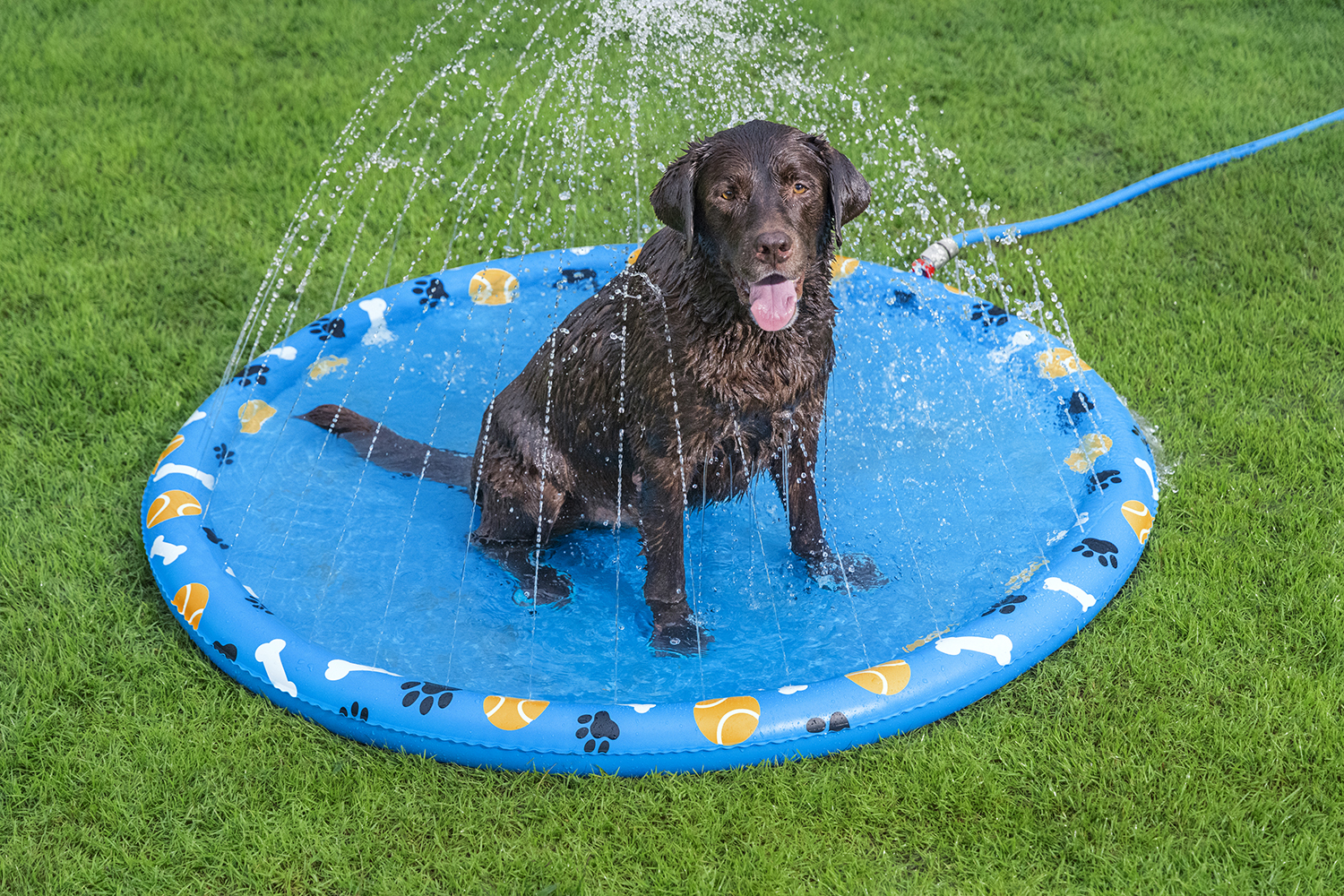 Wassermatte Pfote für Haustiere Ø 147 cm