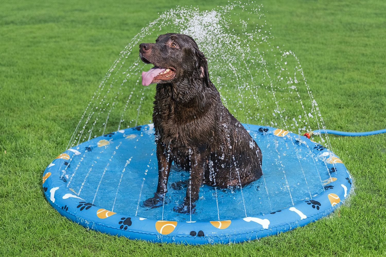 Wassermatte Pfote für Haustiere Ø 147 cm